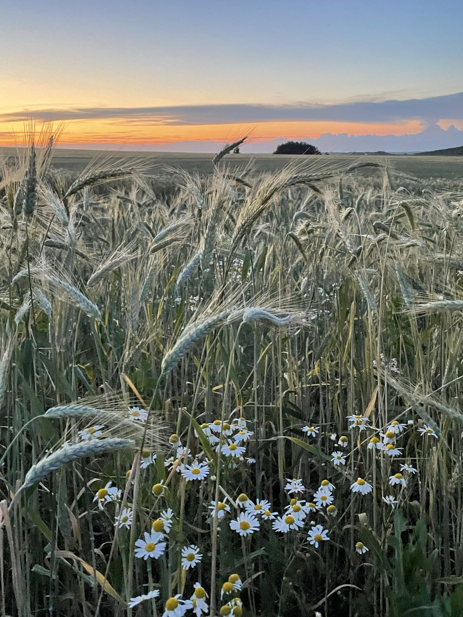 saab93saab's tweet photo. Русское поле на закате 🌾🌾🌾 https://t.co/xtxl2H9zbs