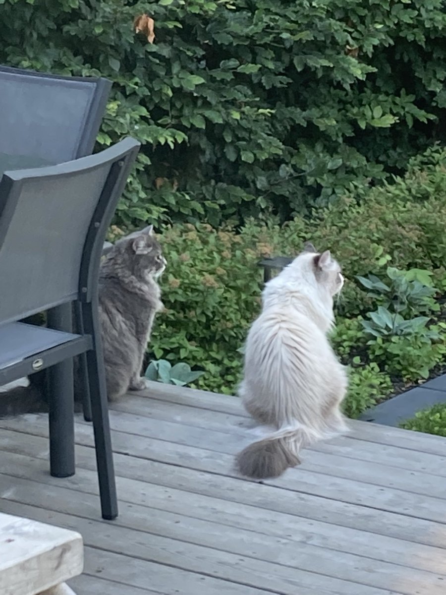 odognine2's tweet photo. The fellas enjoying the outdoors. Itβs their right. I fight for cats to be allowed outdoors. #fightforcats https://t.co/8AIXcXE6RM