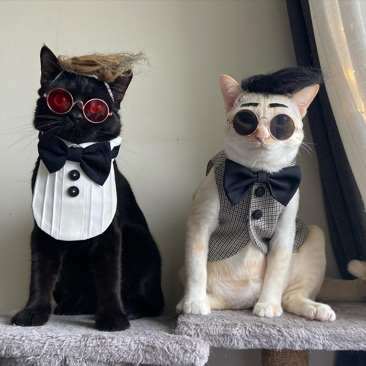 President and Vice President of Cat Abandonment Association.