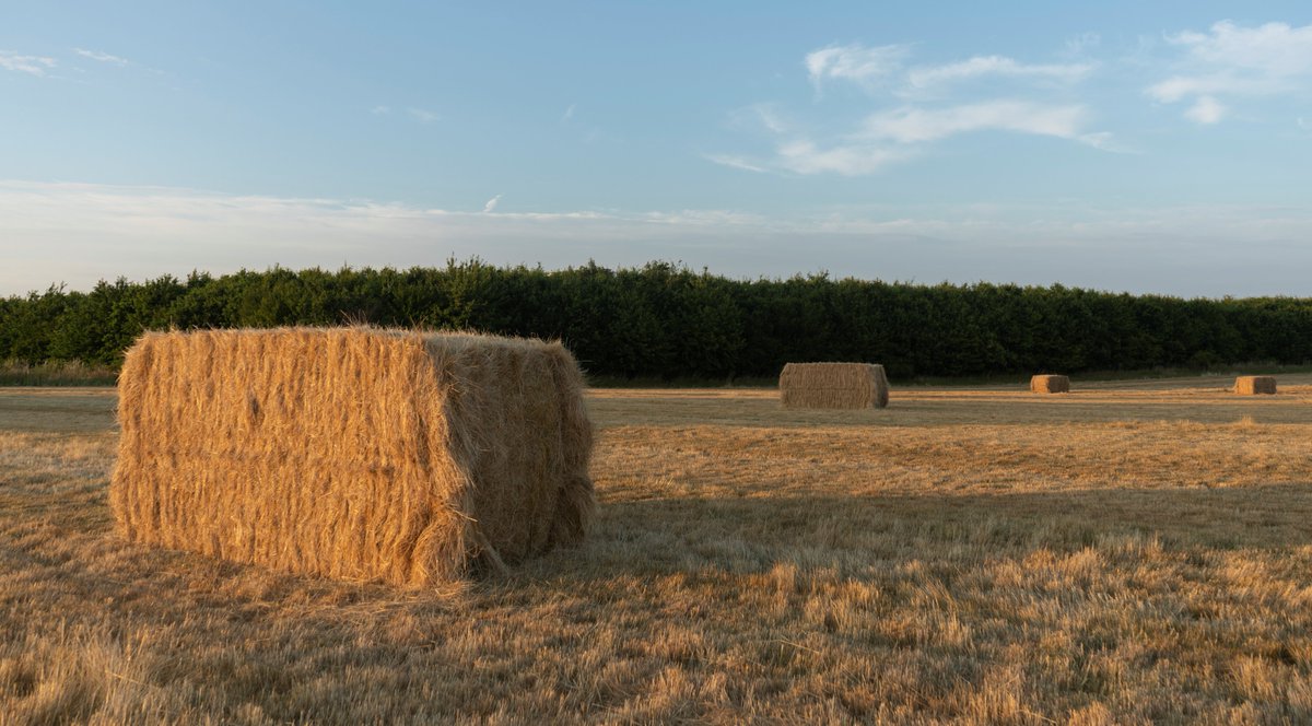 DorteHedengran's tweet photo. The harvest is in progress in Denmark. This is large square bales from this evening.
#Denmark #NaturePhotography #SonyAlpha #July21th #photooftheday #thursdayvibes #ThursdayThoughts #ThursdayMotivation #Thursday #harvest
📸Dorte Hedengran https://t.co/MOu1VTcOyT
