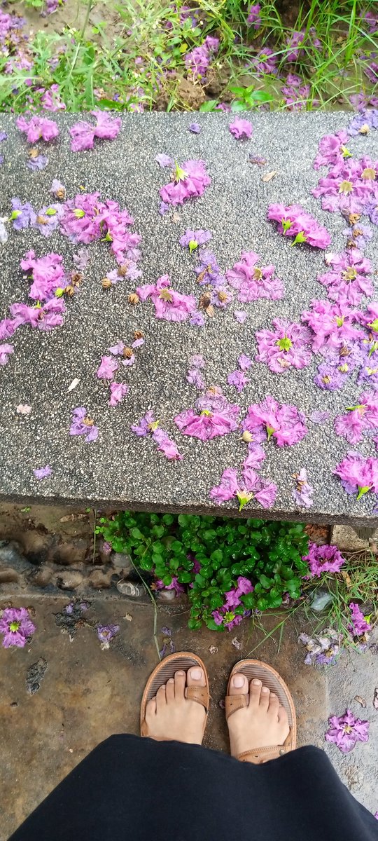 jeff_jawad's tweet photo. It rained... https://t.co/B8Jo0AQAHf