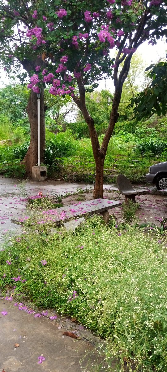 jeff_jawad's tweet photo. It rained... https://t.co/B8Jo0AQAHf