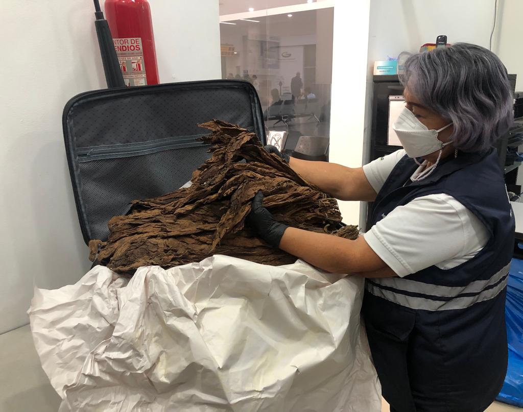 AgrocalidadZ5's tweet photo. #Guayas | Realizamos inspección fitosanitaria de productos vegetales (café, cacao y tabaco) en el aeropuerto José Joaquín de Olmedo, para verificar las condiciones y cumplimiento de los requisitos fitosanitarios, certificando su calidad. #ExportamosCalidad https://t.co/zdvnigNnWq