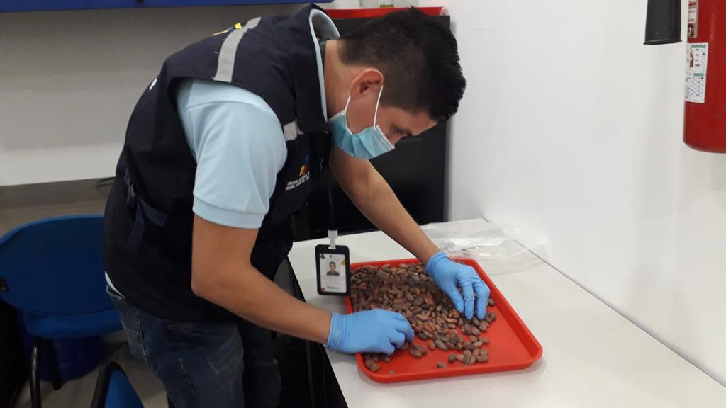 AgrocalidadZ5's tweet photo. #Guayas | Realizamos inspección fitosanitaria de productos vegetales (café, cacao y tabaco) en el aeropuerto José Joaquín de Olmedo, para verificar las condiciones y cumplimiento de los requisitos fitosanitarios, certificando su calidad. #ExportamosCalidad https://t.co/zdvnigNnWq