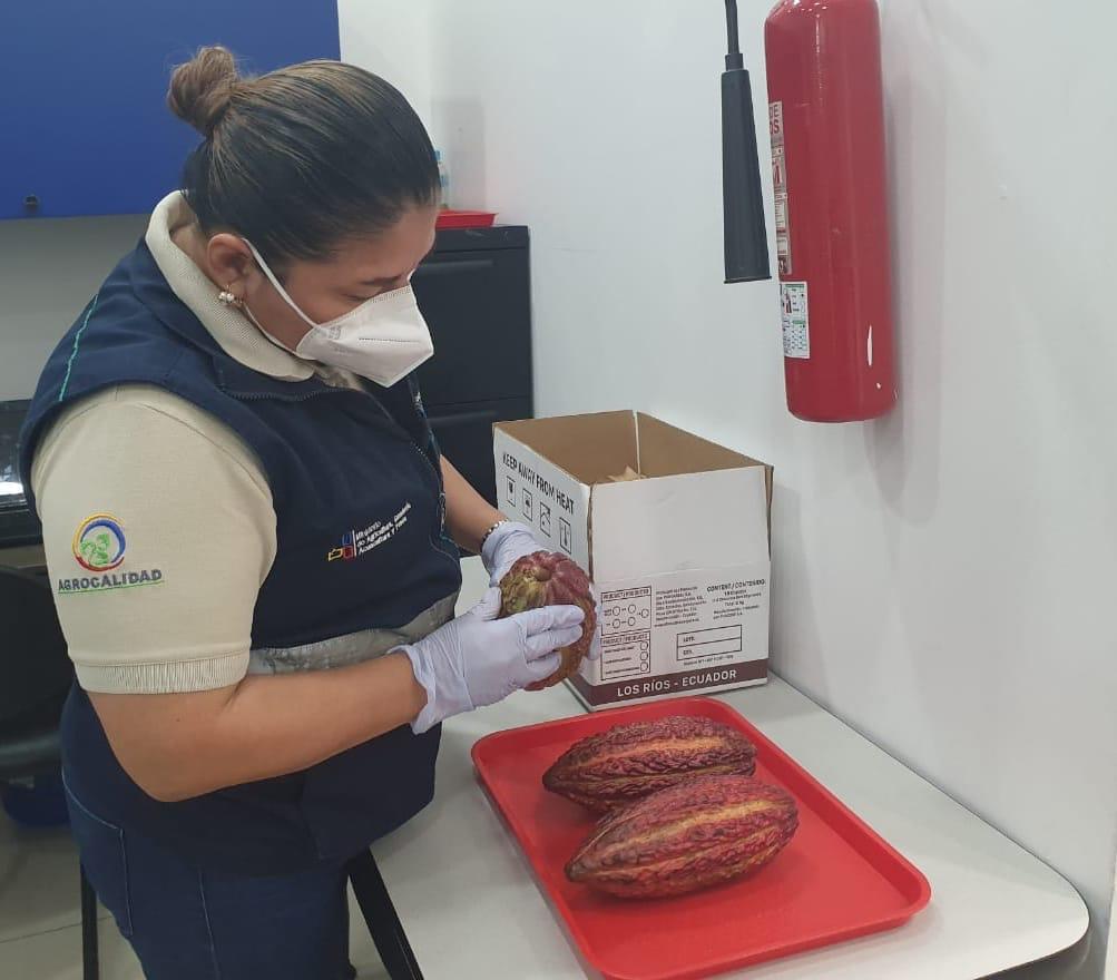 AgrocalidadZ5's tweet photo. #Guayas | Realizamos inspección fitosanitaria de productos vegetales (café, cacao y tabaco) en el aeropuerto José Joaquín de Olmedo, para verificar las condiciones y cumplimiento de los requisitos fitosanitarios, certificando su calidad. #ExportamosCalidad https://t.co/zdvnigNnWq