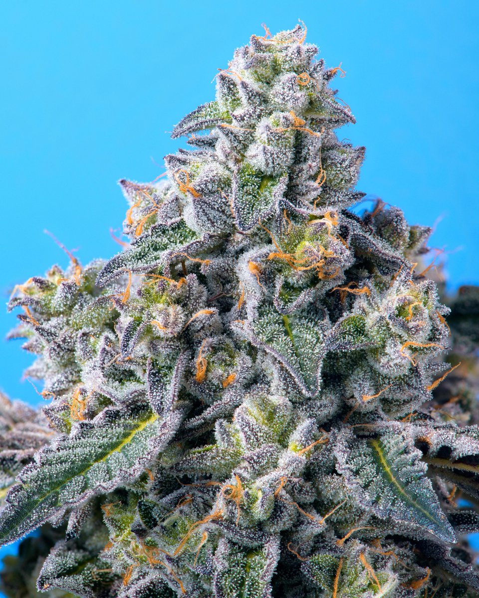 CookiesSantaAna's tweet photo. {APPLES AND BANANAS} 🍏 🍌💨 "When I showed it to Berner he agreed it checked all boxes and featured a very unique terpene profile - tastes like gassy apples on the inhale and ripe bananas on the exhale." - Compound Genetics @cookiesglobal  #CookiesSantaAna https://t.co/Alu0fwuvG8