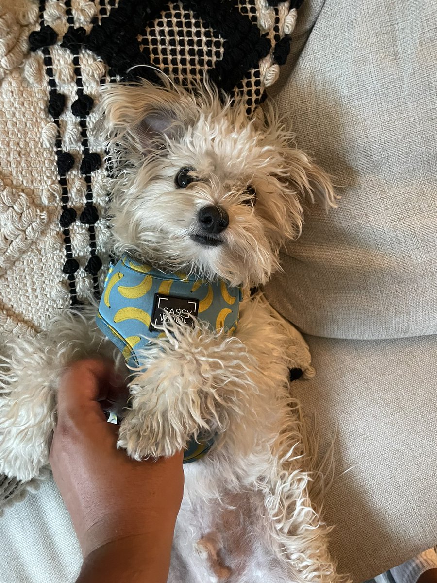 Fode (parody) tweet media