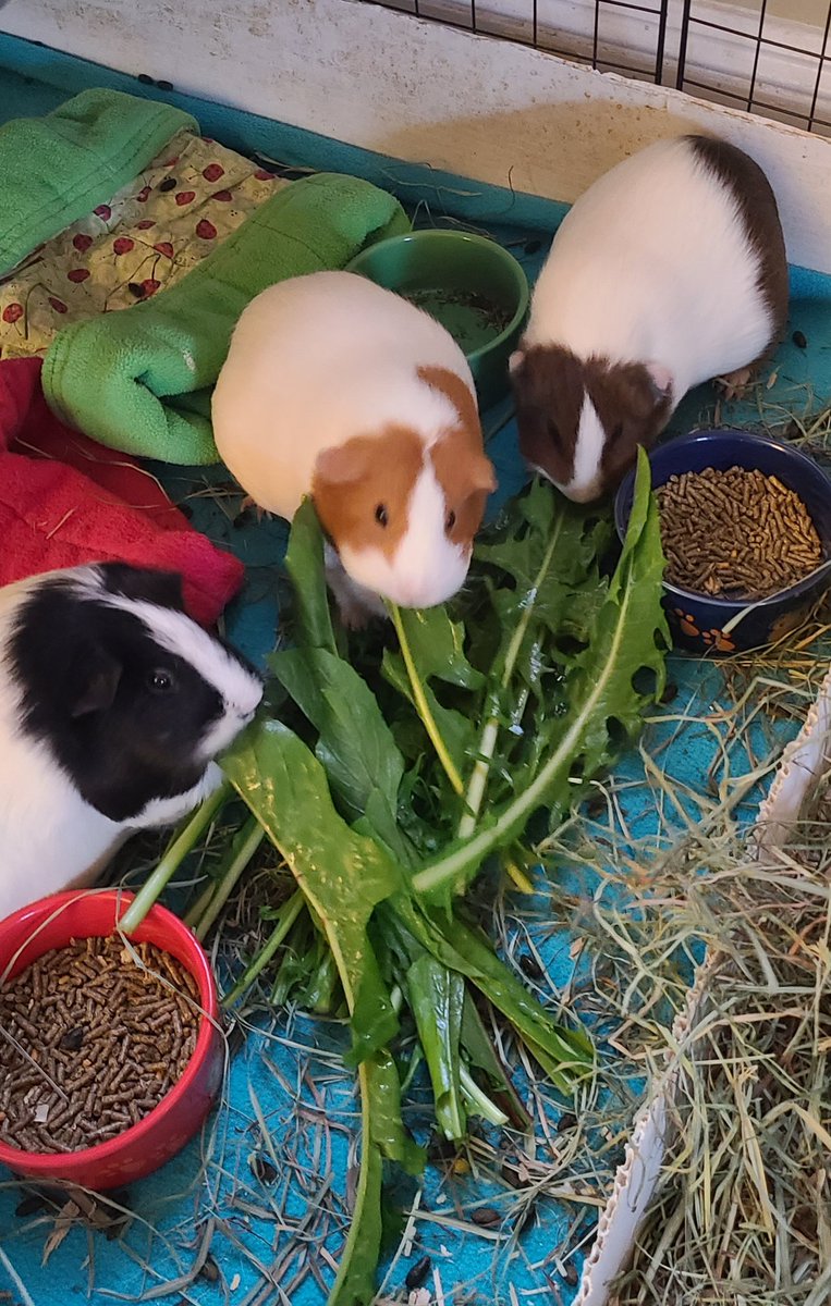 DAISYLittleOne1's tweet photo. What a special breakfast we got today! #giantDandelion #MsDaisy #MamaElinor #BigSisMerida #babyPhoebe #ReignandAthena #fosterpiggies #fostergirls @halfrescue https://t.co/ei3dwLpf9O