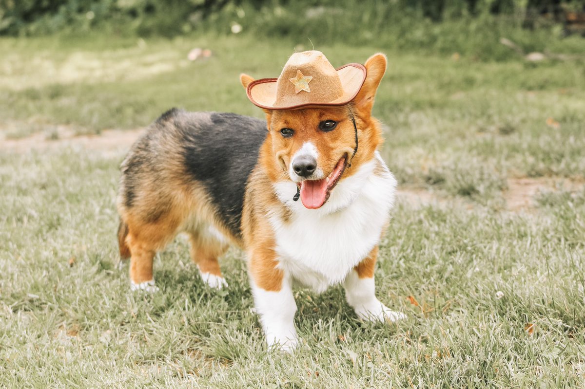 Yee haw mother fluffers 🤠 #CorgiCrew #dogsoftwitter #corgi