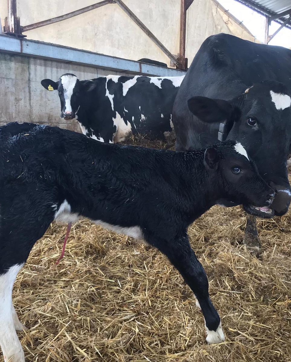 Reprogen__'s tweet photo. SKINNER Buzağısı…
SKINNER Calf…

https://t.co/1ZVTVtCjmu
https://t.co/OSoLB35WTm

#holstein #calf
@intermizoo_official https://t.co/weELoOHkpl