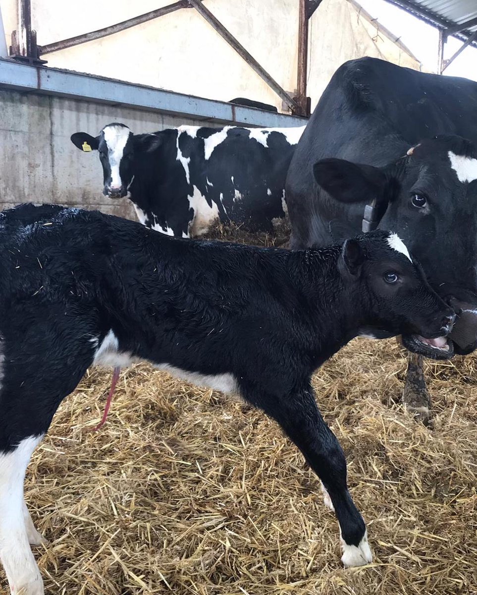 Reprogen__'s tweet photo. SKINNER Buzağısı…
SKINNER Calf…

https://t.co/1ZVTVtCjmu
https://t.co/OSoLB35WTm

#holstein #calf
@intermizoo_official https://t.co/weELoOHkpl