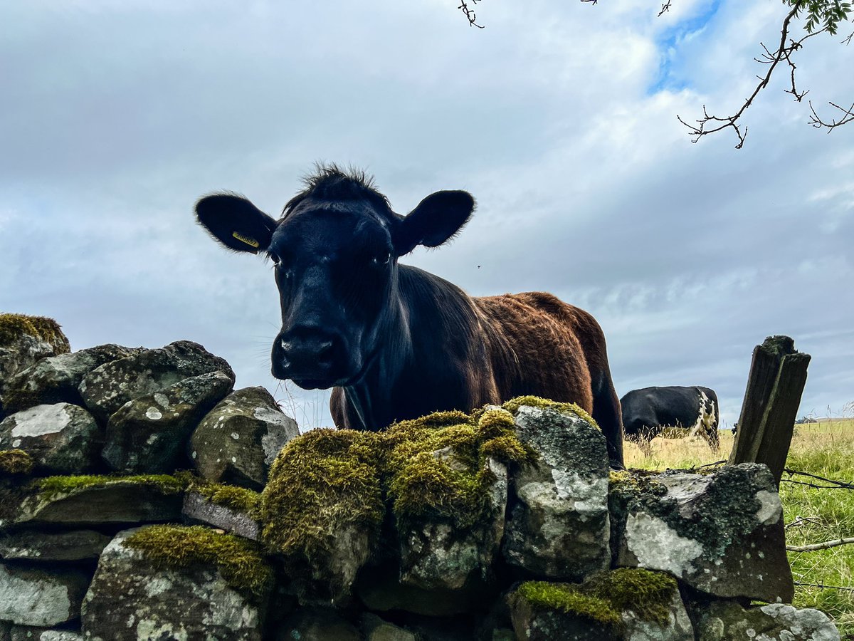 I asked this cow who should be the next prime minister… I’m not going to tell you what they said, too rude! ;) #cowsoftwitter