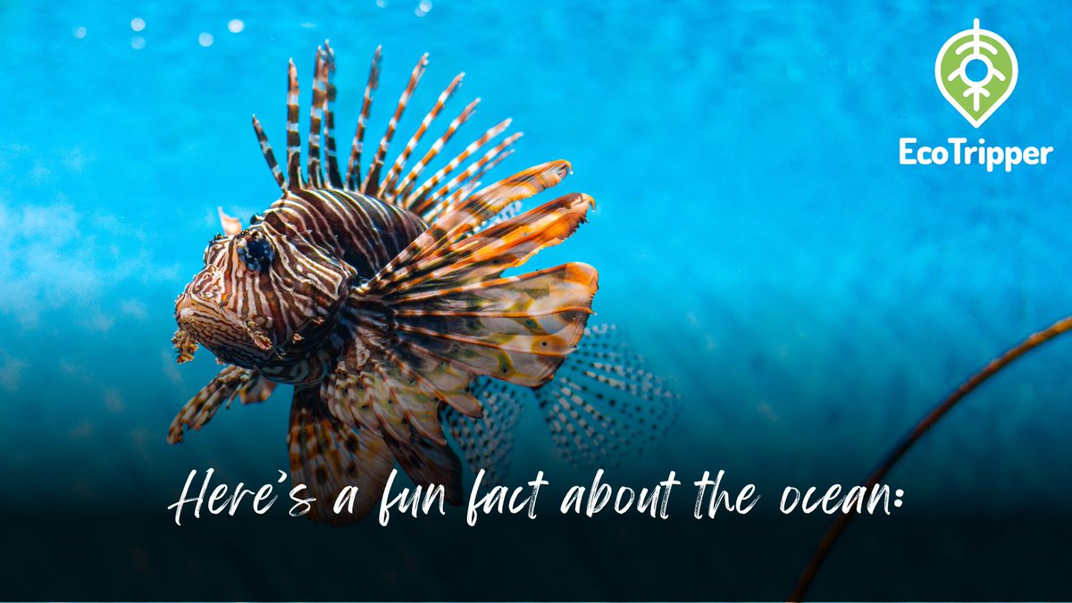 GetEcoTripper's tweet image. The oceans provide 99% of the living space on the planet containing 50-80% of all life! 🐡

Did you know this?

#SaveOurOceans #SaveThePlanet #SustainableTravel

morefundiving.com/20-incredible-…