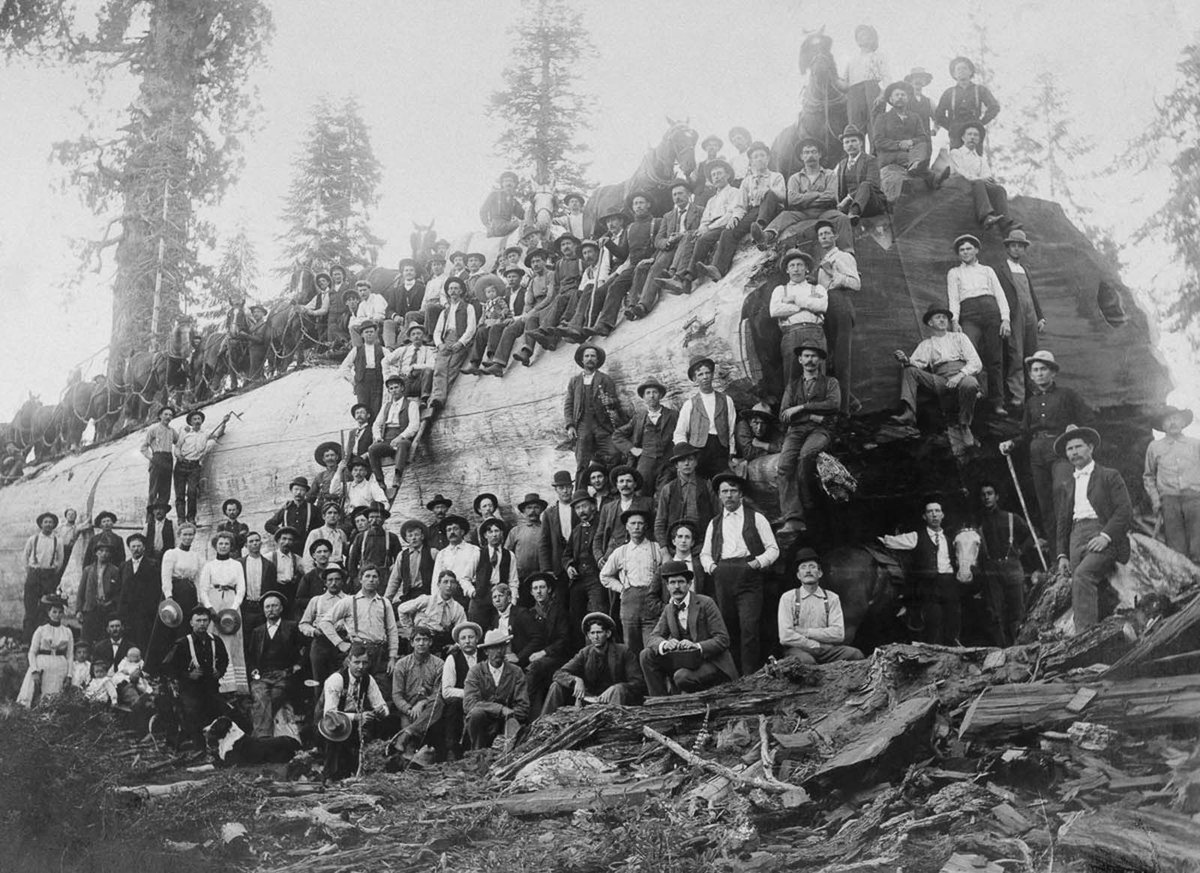 StumpsofBC's tweet photo. Over 100 people stand with a logged giant #sequoia #tree in #California ca. 1917.
notice the #horse team standing on top 😲
#TBT
#stumpsofbc #vintage #OldPicture #oldphotos #history #oldpic #tbt #blackandwhite #forests #trees #logging #USA #worthmorestanding #saveourforests https://t.co/957EkNIxNL