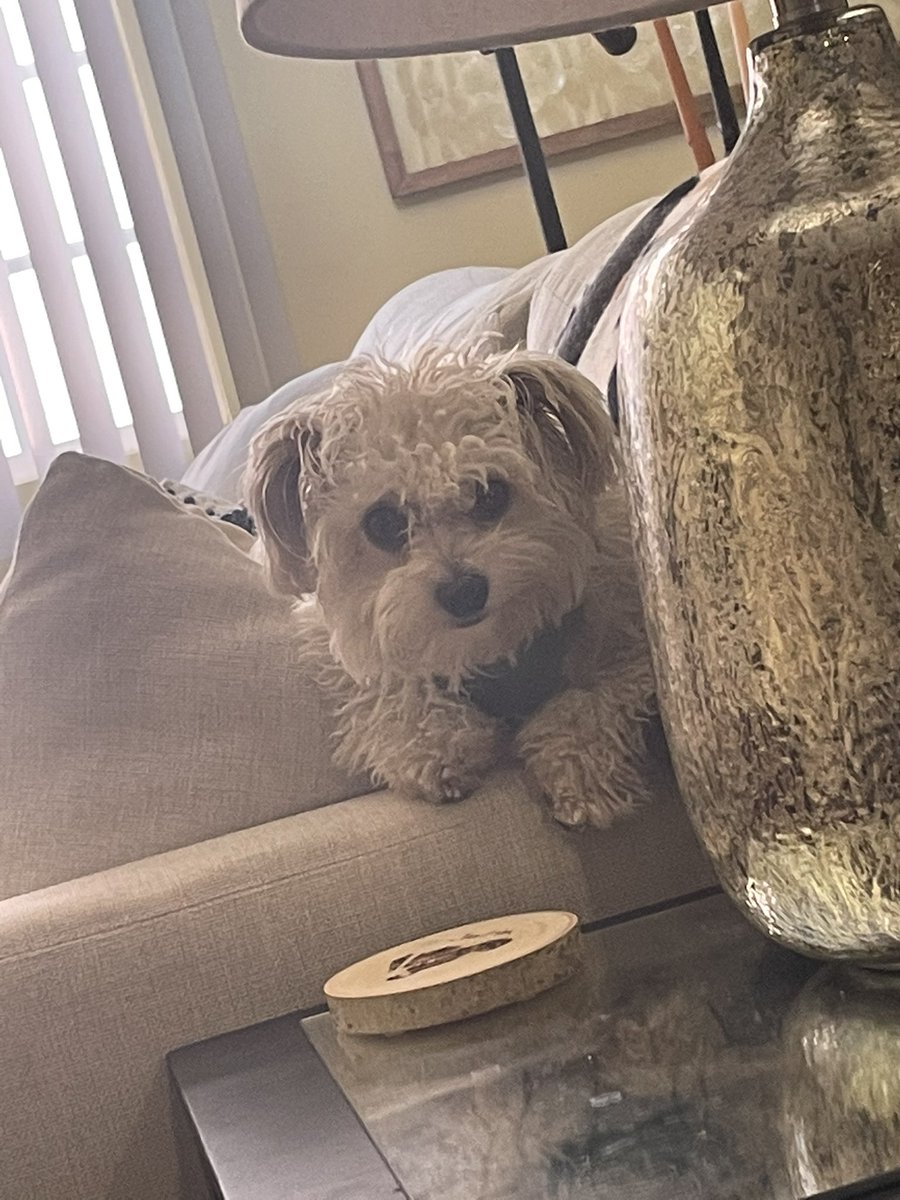 Fode (parody) tweet media