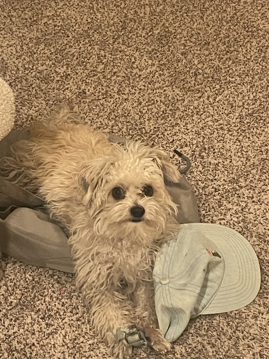 Fode (parody) tweet media