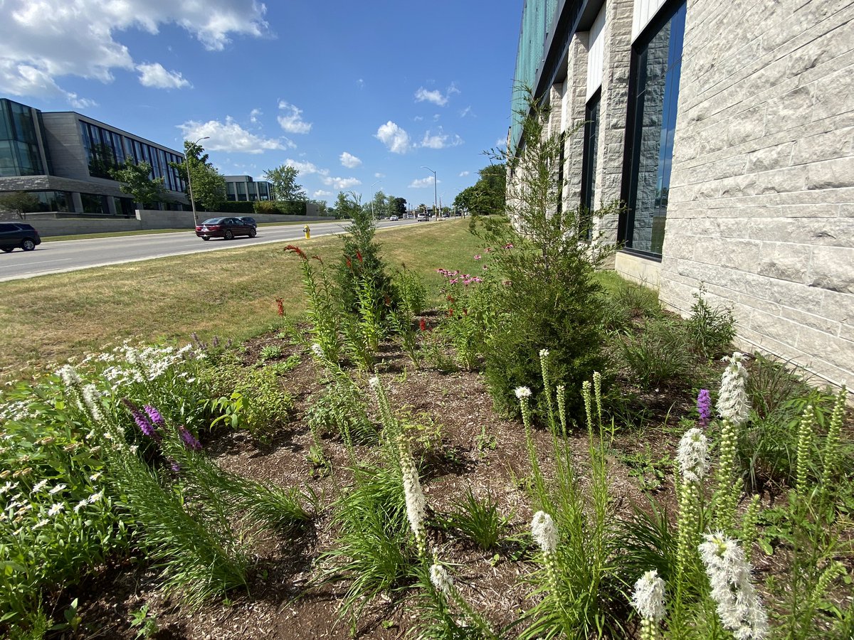UWOBiodiversity's tweet photo. Have you visited the new wildflower gardens by the Amit Chakma Engineering Building? They are filled with indigenous plants that provide food and habitat for pollinators and other wildlife. Native species are adapted to our climate and require less long-term maintenance to grow. https://t.co/REJDsAnYqJ