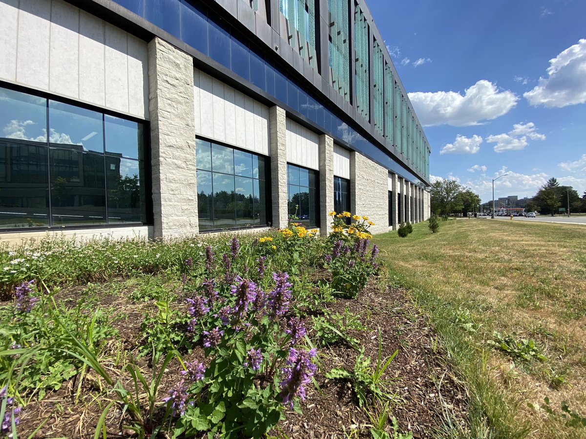 UWOBiodiversity's tweet photo. Have you visited the new wildflower gardens by the Amit Chakma Engineering Building? They are filled with indigenous plants that provide food and habitat for pollinators and other wildlife. Native species are adapted to our climate and require less long-term maintenance to grow. https://t.co/REJDsAnYqJ
