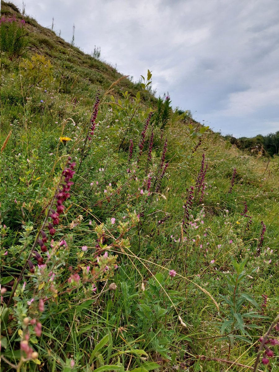 worcspot's tweet photo. Bishop Middleham quarry
Co.durham 17.7.22
The stunning dark red helleborine 
Quite a sight.
#UK orchids #britishorchids
# https://t.co/BvAxVCzqRK