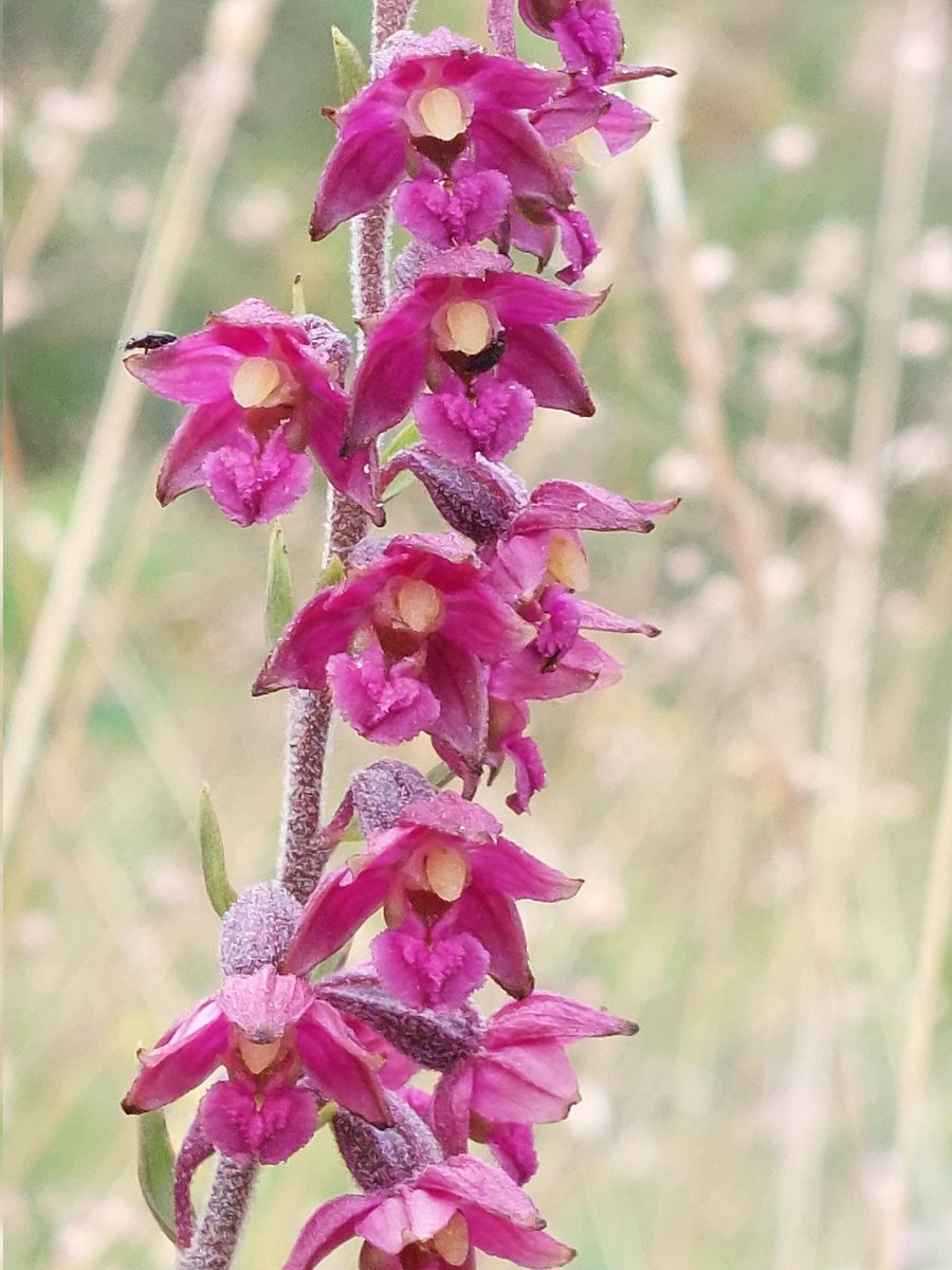 worcspot's tweet photo. Bishop Middleham quarry
Co.durham 17.7.22
The stunning dark red helleborine 
Quite a sight.
#UK orchids #britishorchids
# https://t.co/BvAxVCzqRK