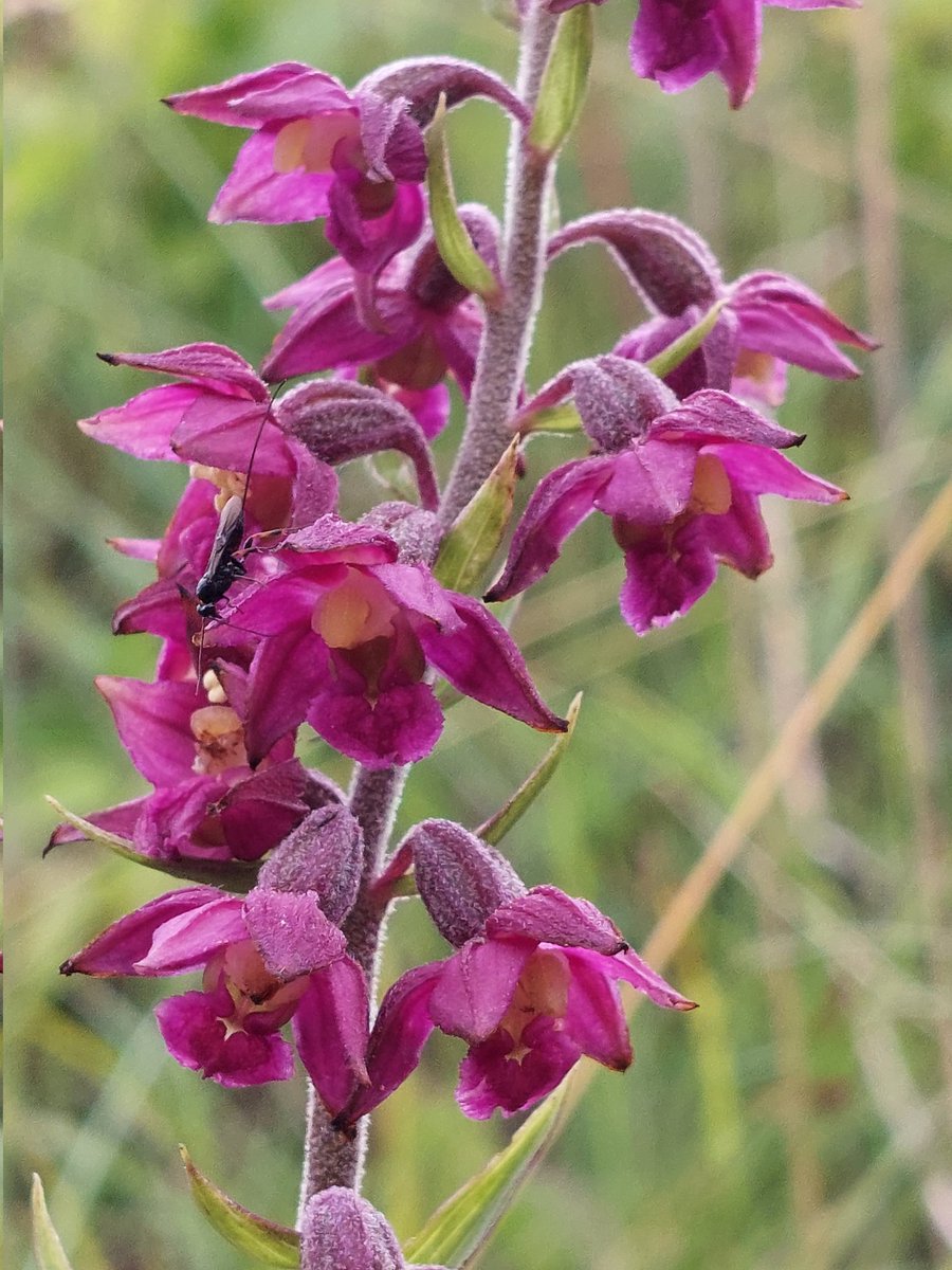 worcspot's tweet photo. Bishop Middleham quarry
Co.durham 17.7.22
The stunning dark red helleborine 
Quite a sight.
#UK orchids #britishorchids
# https://t.co/BvAxVCzqRK