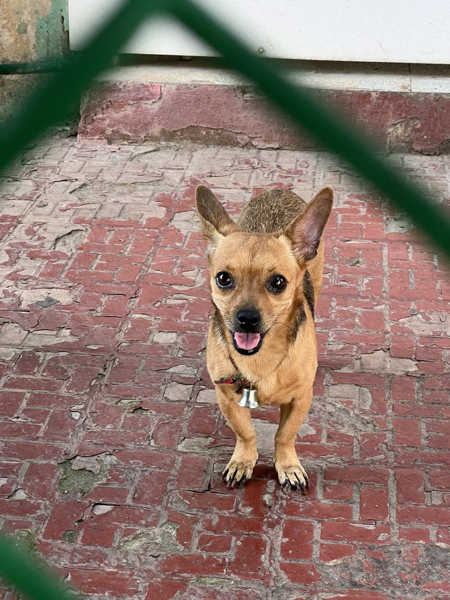 lareal_cuba's tweet photo. Mi gente esta perrita esta perdida frente al sangrila (en playa)
Compartan
Esta cuidadita su dueñ@ debe estar loc@ buscando https://t.co/hM0CYgGIMk