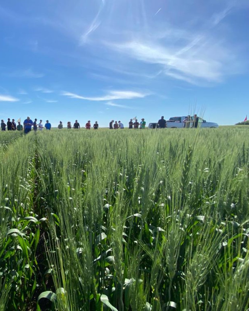 alpinepfl's tweet photo. Beautiful weather for a field day near North Battleford, SK! We would like to thank @CharabinSeed for hosting this plot tour and our DSM @BuggJamieBugg for helping organize this event. #ALPINE #LiquidFertilizer https://t.co/o7nPwbaS1M