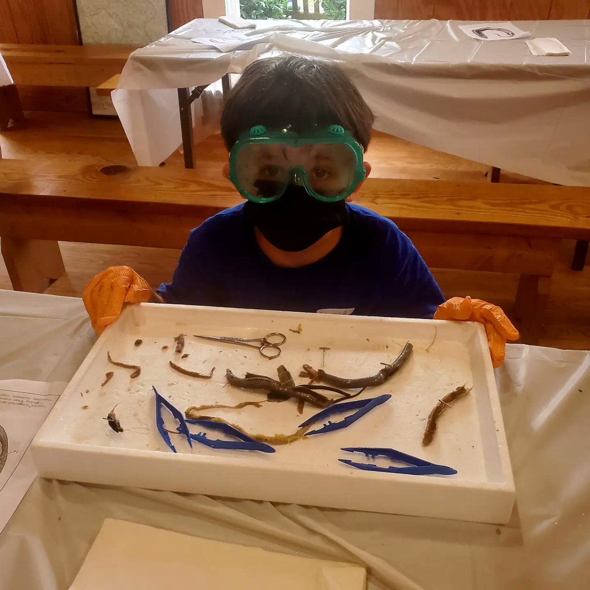 BiologueLab's tweet photo. It's totally mutilated! What's next??
#snakes #STEM #reptiles #snakeanatomy #snakedissection #cubscouts https://t.co/GRaqGYya1z