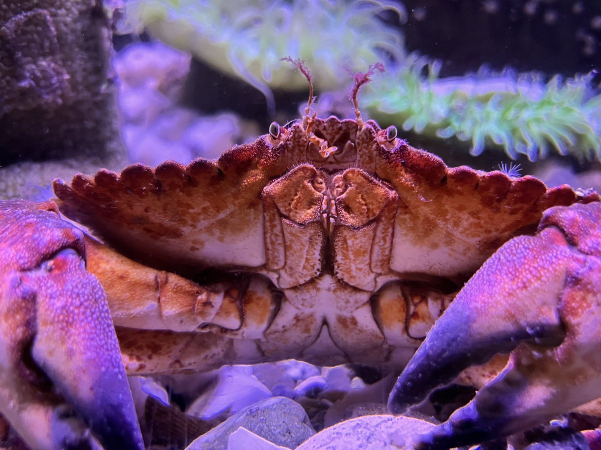 CarterBurtlake's tweet photo. Marine biologist or DJ 🎧🪩? Thank you to @SalishSeaCentre for being so welcoming and helping me monitor the sounds of our costal critters. Narrowing the list of potential poppers 🍿 and inspiring new investigations. The mystery hunt continues ❔ https://t.co/NAalF22POg
