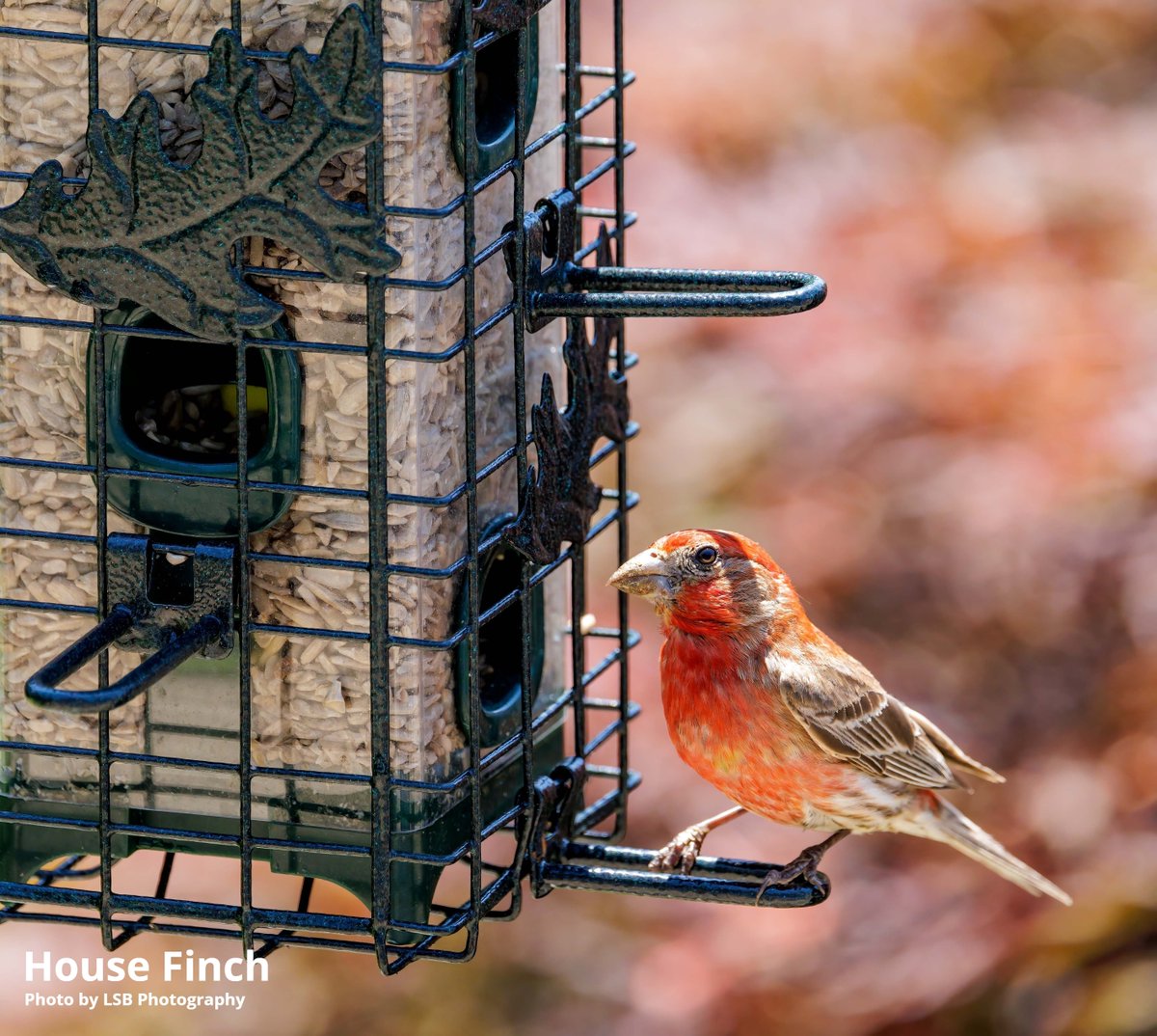 Bromebirdcare's tweet photo. There are 17 species of Finch in the Finch family. Which one visits your feeders the most? https://t.co/tojIwjiqoo
#birds #birdfeeding #squirrelsolution200 #finch https://t.co/a4yHJOcBFw