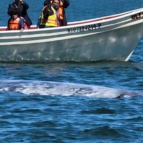 RSVLTravel's tweet photo. 2nd day of whale watching 🐋☀️🇲🇽
##VisitBajaSur #LoretoBCSTourism #DejateLlevar #Loreto #BajaCaliforniaSur #exquisitetravelgroup #rosevilletravel #exquisitedestination #rosevillecalifornia https://t.co/EU0AtcydVQ