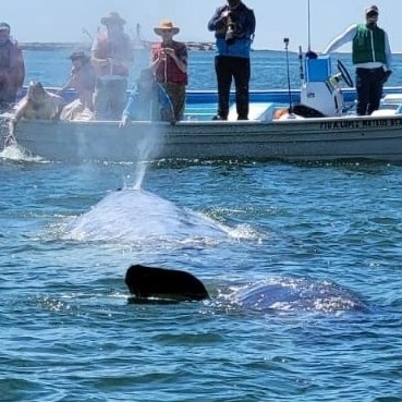 RSVLTravel's tweet photo. 2nd day of whale watching 🐋☀️🇲🇽
##VisitBajaSur #LoretoBCSTourism #DejateLlevar #Loreto #BajaCaliforniaSur #exquisitetravelgroup #rosevilletravel #exquisitedestination #rosevillecalifornia https://t.co/EU0AtcydVQ