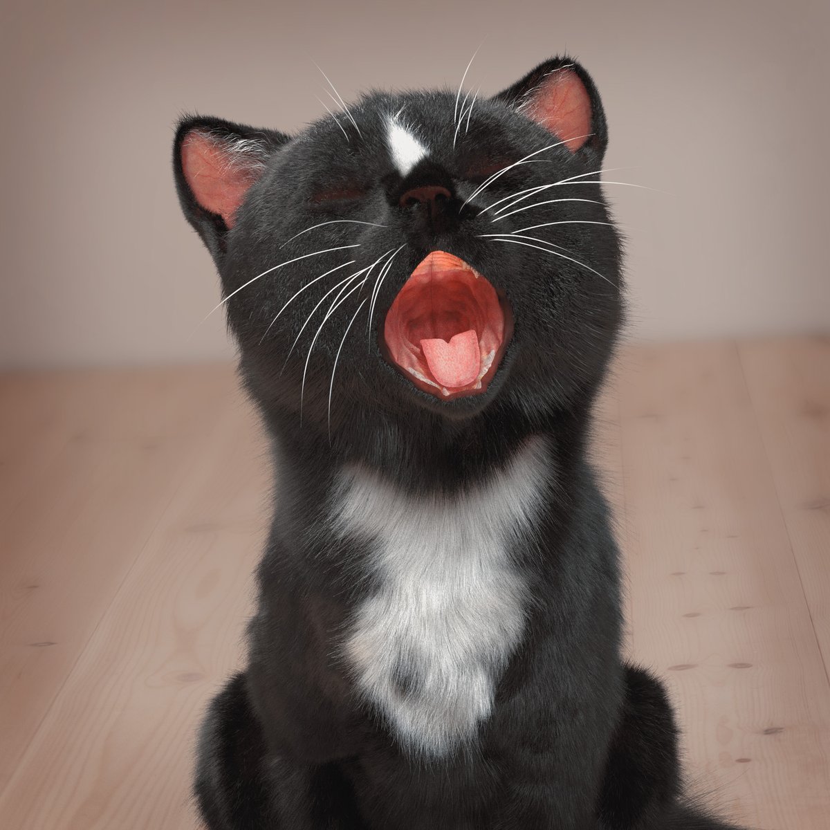 FeliniRocks's tweet photo. It's #Friday and I'm sooo tired...! Yawn...!
#Kitty #LOLcats #lolpets #CatsOfTwitter https://t.co/jacnHx4zEb