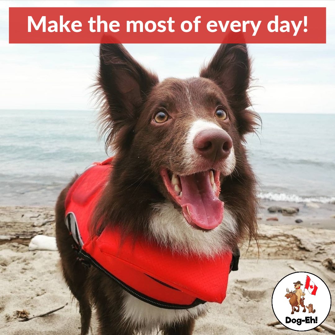 DogEhOfficial's tweet photo. What are you and your dog doing to make the most of your summer? 🌞😎
#dogquestion #liveyourlife #summerfun #summerwithdogs #dogsummer #dogssummer #doglifejacket #dogswimming #doglifeisgood #doglifestyle #dogeh https://t.co/Qv2cb2EDbx