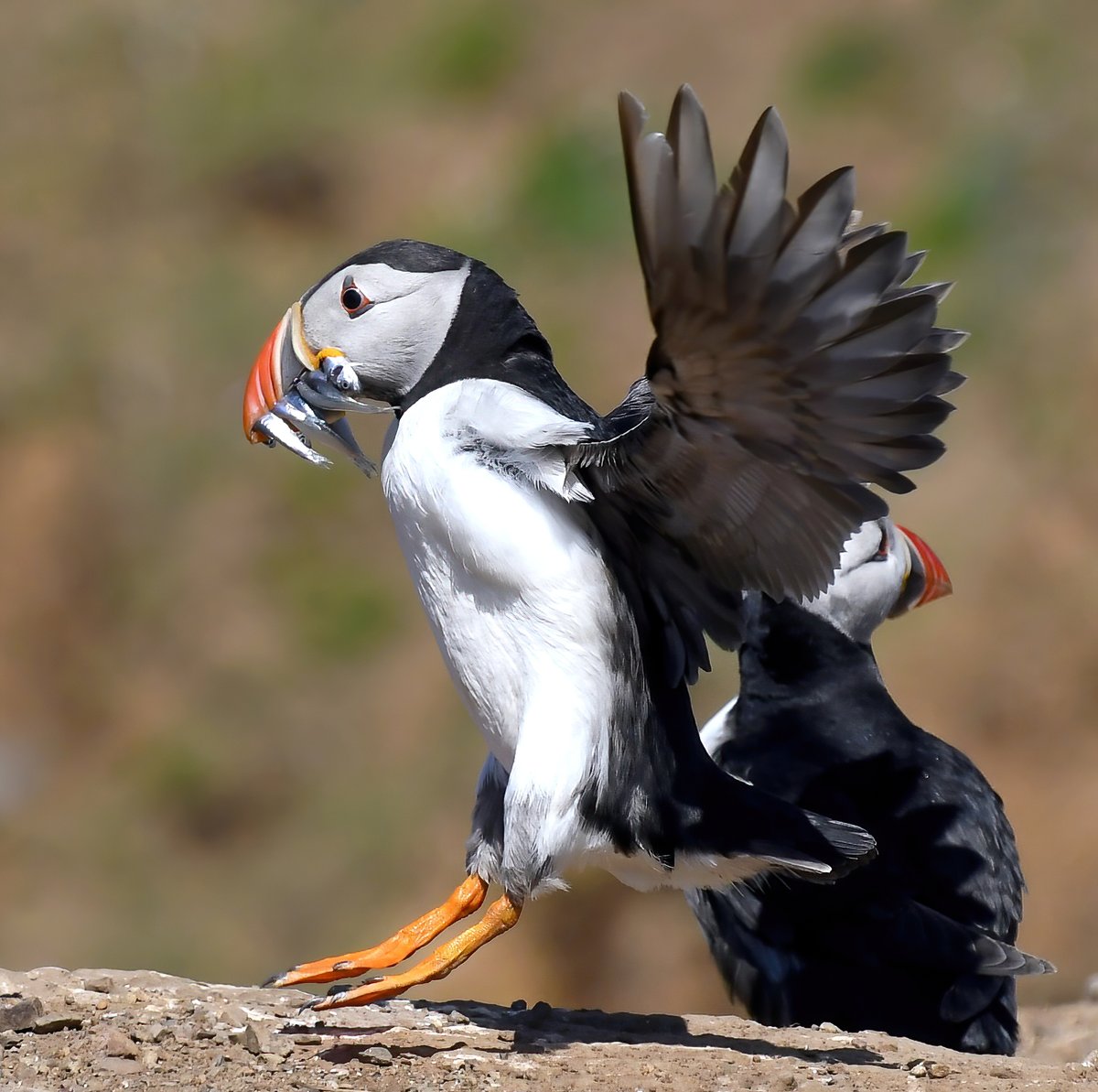 Puffin touchdown! 😀🐦