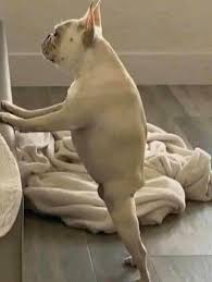 Rock Strongo tweet media