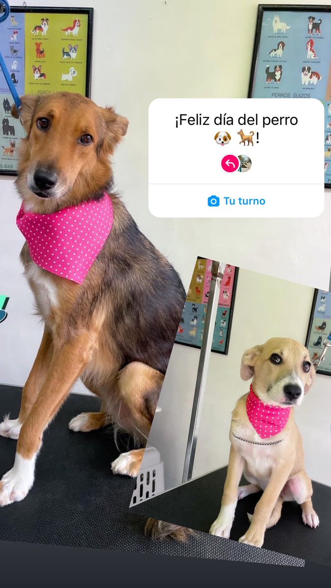 aNaviic_'s tweet photo. ♥️🐶 https://t.co/znLkj4lvgA