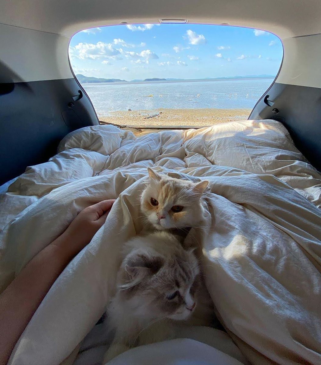 TwAnimalitos's tweet photo. quiero 🥺 https://t.co/U6Zvc0Vfn5
