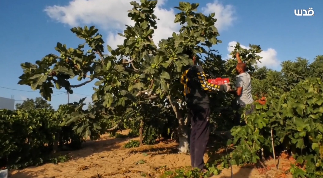 Quds News Network on Twitter "The fig harvest season in the Gaza