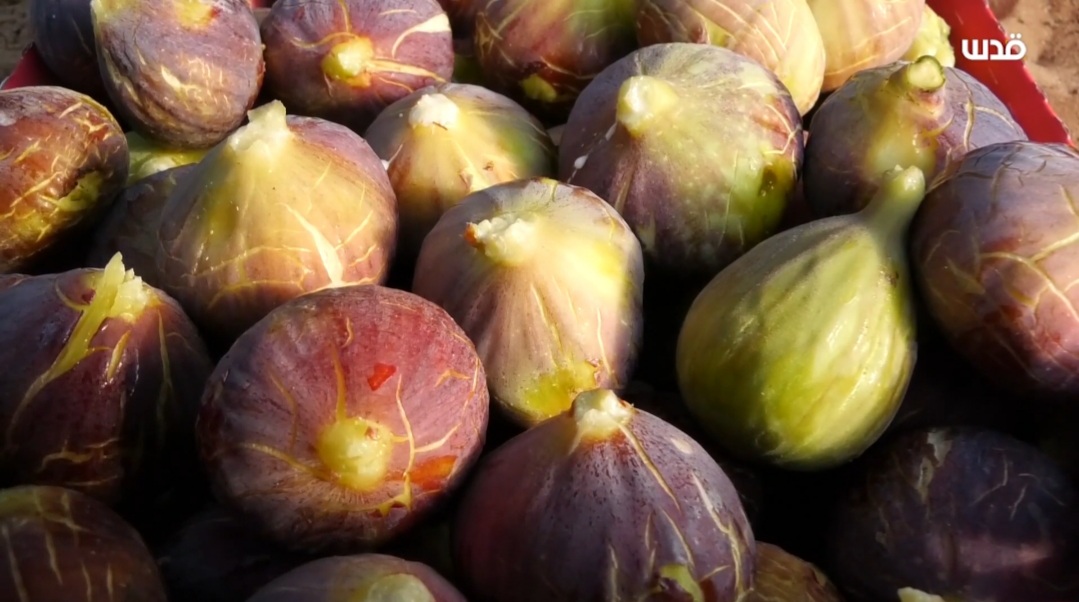 Quds News Network on Twitter "The fig harvest season in the Gaza