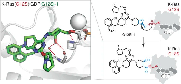 Nature Chemical Biology (@nchembio) on Twitter photo A new paper from <a href="/kevansf/">Kevan Shokat</a> and <a href="/bignerdzzy/">Ziyang Zhang</a> identified a strained β-lactone electrophile that covalently targets a KRAS G12 somatic 2 mutation and acylates the mutant serine to suppress oncogenic signaling. A new paper from <a href="/kevansf/">Kevan Shokat</a> and <a href="/bignerdzzy/">Ziyang Zhang</a> identified a strained β-lactone electrophile that covalently targets a KRAS G12 somatic 2 mutation and acylates the mutant serine to suppress oncogenic signaling.