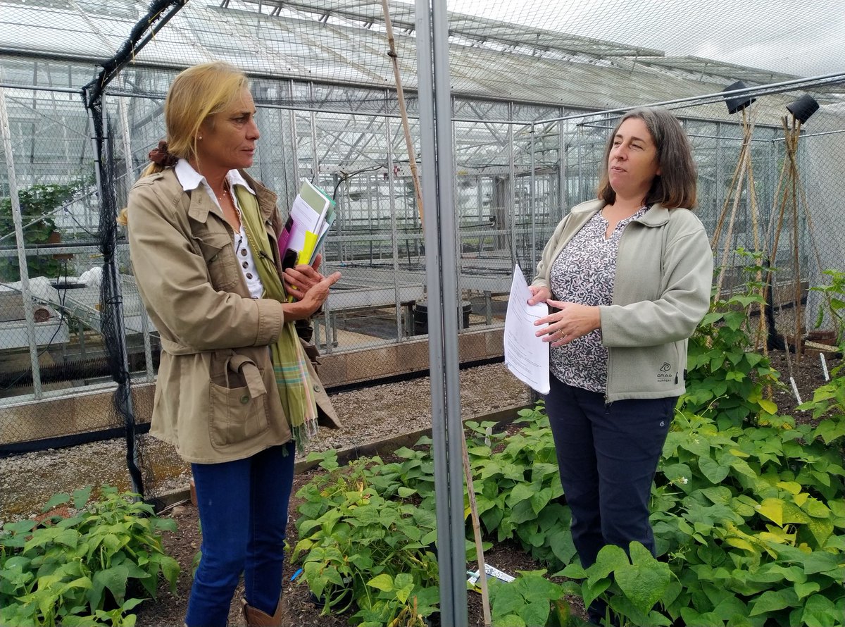'On the Trail of the Leakey Bean Collection'. If you are in the area and a bean enthusiast join us at the Seed Coop this Sat 23rd July 10am-3pm. Catch Tamsin, hear more about the Leakey beans, including special pre-view of a film about the same!  ow.ly/uc6k50K1pta
