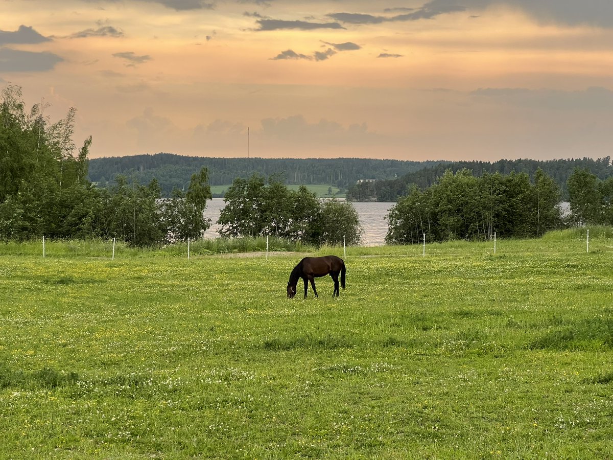 Wania Foals to be Born 2023
EL Titan - Rialba R.L.
Walner - Viking Grace 
Calgary Games - Maywood Wania 
Kadabra -Pontresina 
Calgary Games - Mariana 
Muscle Hill - Random Destiny 
Green Manalishi - Miss Everything 🇨🇦
Parvelan Retu - Noriko