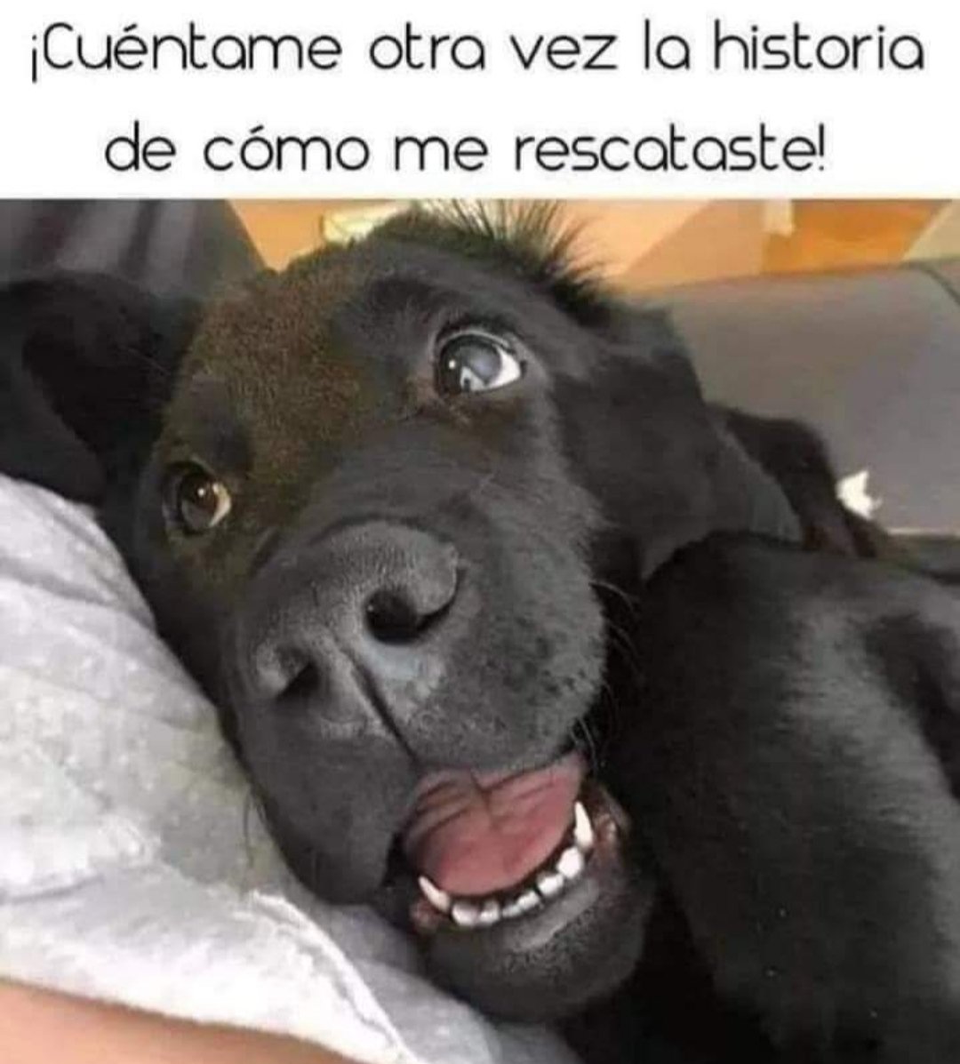 antonioalfonzo7's tweet photo. Feliz día mundial del perro !
#AdoptaNoCompres @FRAENKELE https://t.co/7XjTOOe0tc