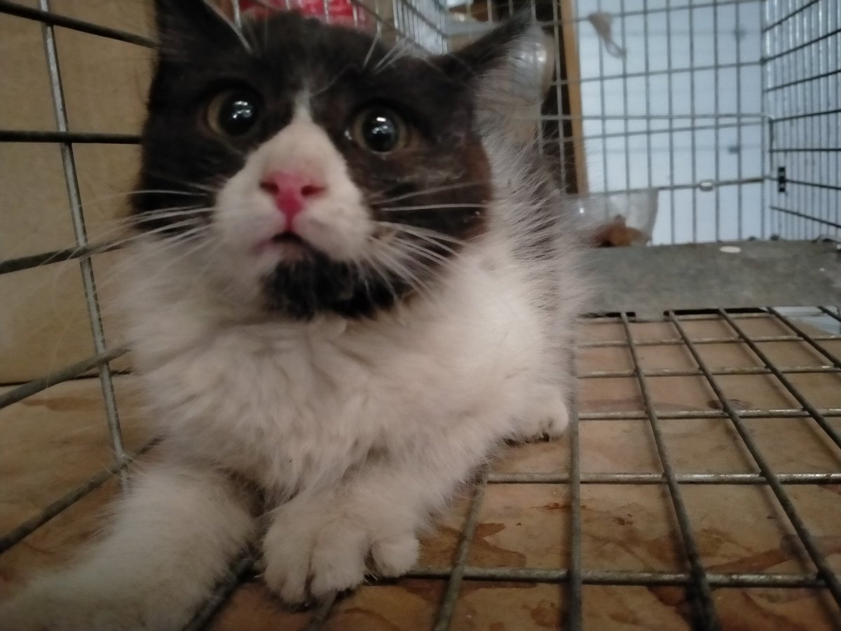Solopar53137293's tweet photo. Actualitzo! #Reservats!! Els petits Olaf i Cookies 😍😍 https://t.co/porIkHlvad