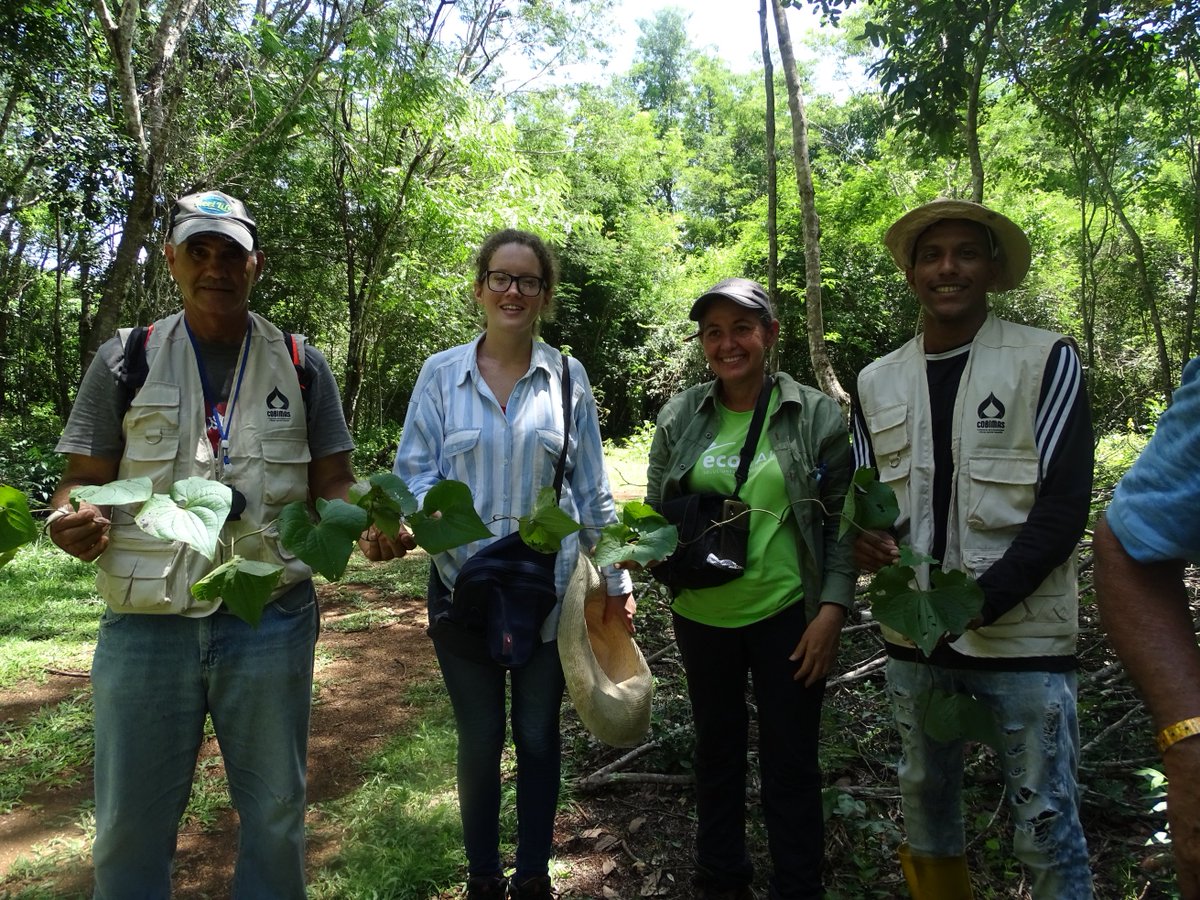 FAOCuba's tweet photo. Proyecto COBIMAS, implementado en Cuba por @MINAGCuba y @FAOCuba, con financiamiento del @theGEF, trabaja en la identificación de parientes silvestres con interés alimenticio en la Ciénaga de Zapata https://t.co/iOivnMnuux