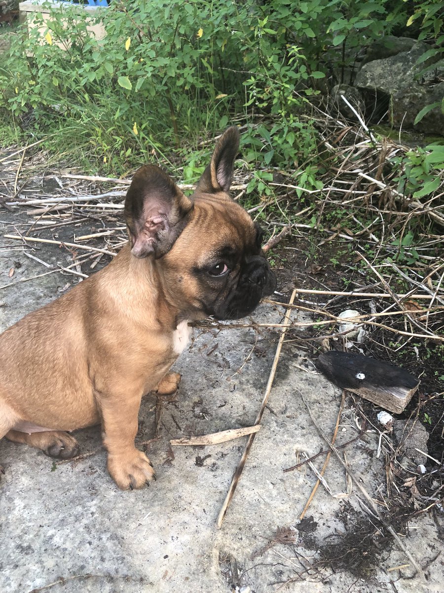 ShaverTeach's tweet photo. @DaynaECopeland Neville says hi! https://t.co/dr3xaEoees