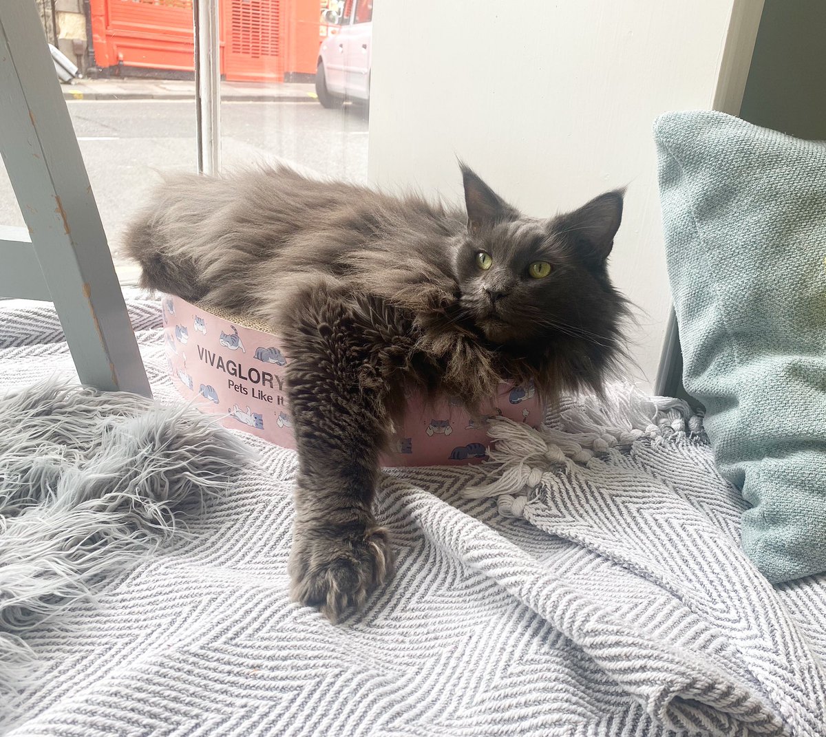 You may kiss the paw 🐾 

Photo ID: Our charcoal grey female main coon, Pauline is sitting in the window; in a pink scratcher basket that is too small for her. One of her front legs hands out showing off her polydactyl paw, she looks slightly off to the side. She has green eyes.