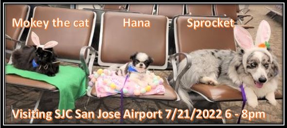 myriah_s's tweet image. Happening today! From 6pm until 8 pm or so! Please visit with the therapy pets at the San Jose Airport! @APTherapyDogs @FlySJC #therapypets #airportdogs #therapydogs #therapycats #loveonaleash