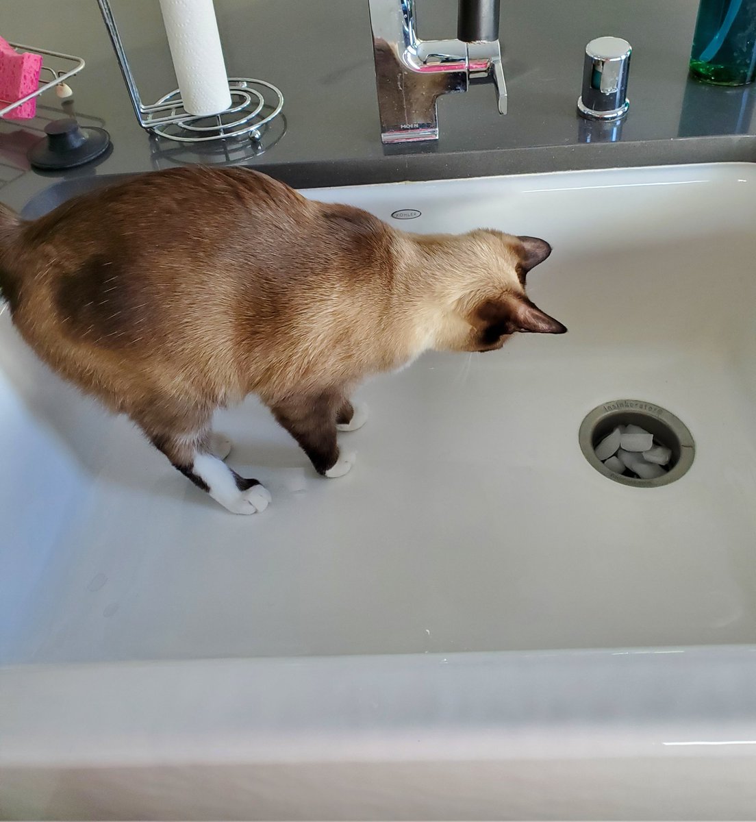UnnaturalBlond's tweet photo. She's once again going after the ice cubes in the sink. She doesn't know she is about to trip the automatic faucet. #secondsfromdisaster https://t.co/8D8BzseqX7